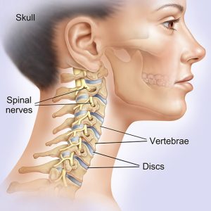 Illustration of cervical spine anatomy showing vertebrae, discs, and spinal nerves, used for neck pain education at LivFit Physio Mornington.